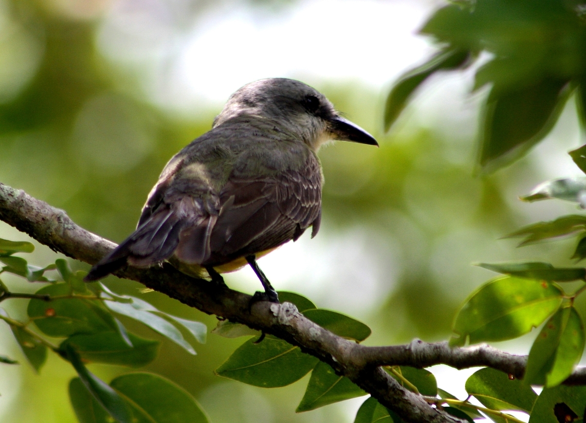 Tyrannus melancholicus  Geotagged,Summer,Tropical Kingbird,Tyrannus melancholicus,Venezuela