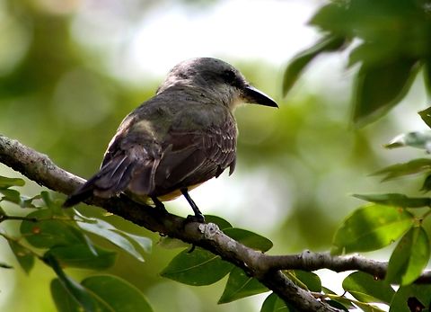 Tyrannus melancholicus  Geotagged,Summer,Tropical Kingbird,Tyrannus melancholicus,Venezuela