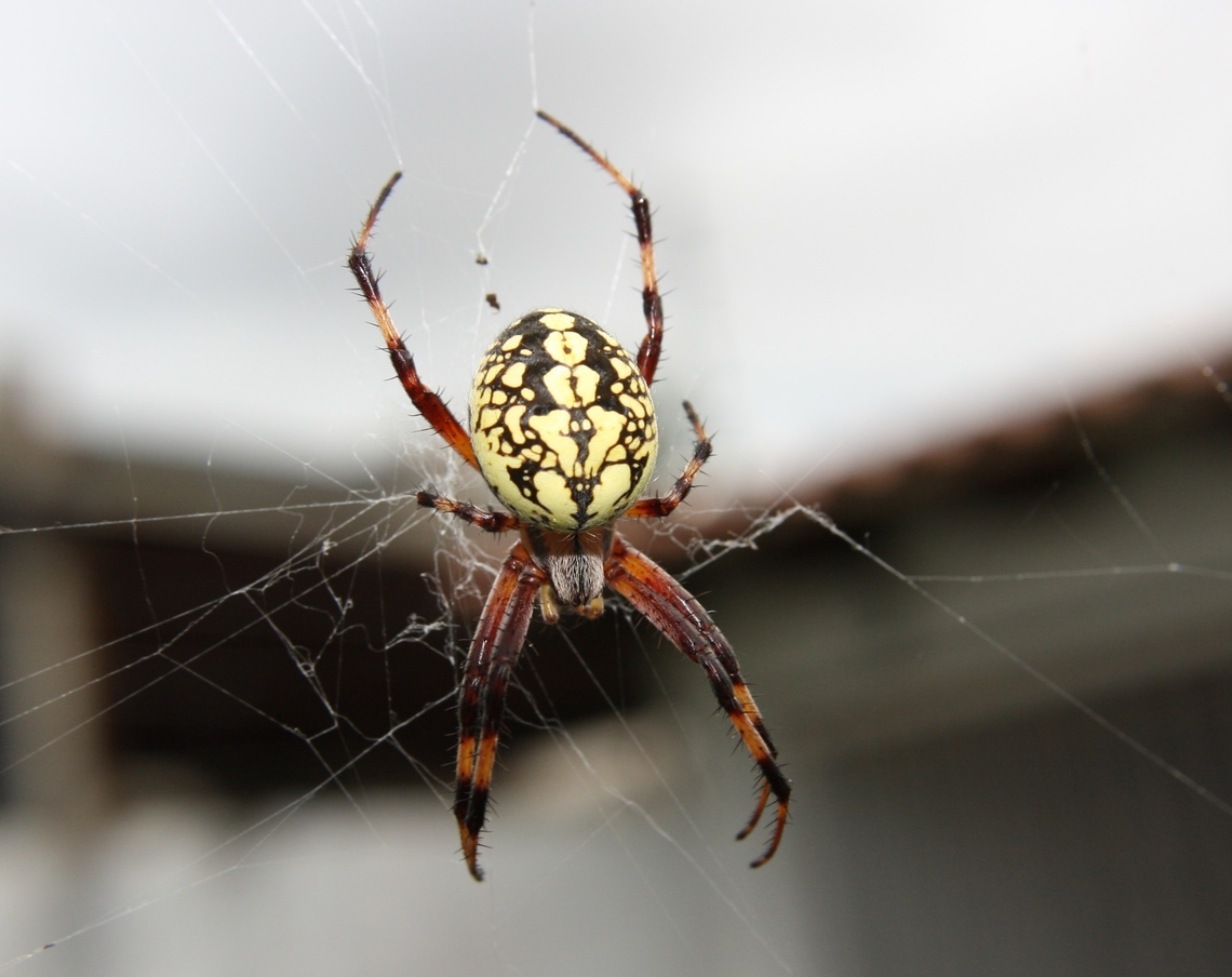 Neoscona oaxacensis  Fall,Geotagged,Neoscona oaxacensis,Venezuela