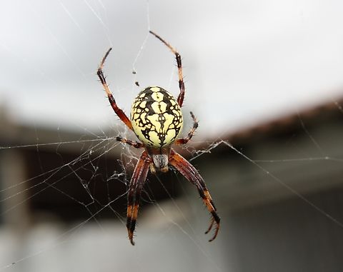 Neoscona oaxacensis  Fall,Geotagged,Neoscona oaxacensis,Venezuela