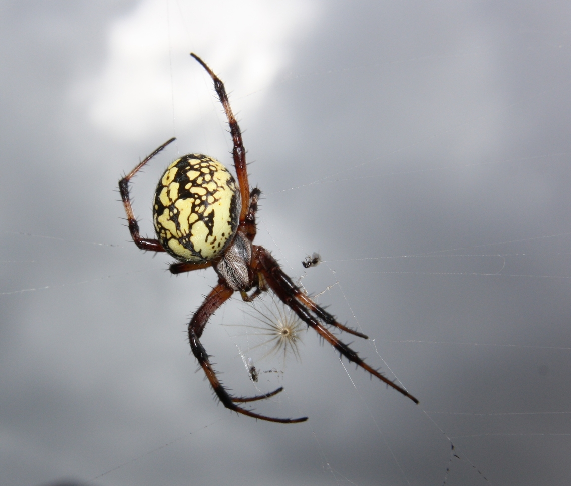 Neoscona oaxacensis  Fall,Geotagged,Neoscona oaxacensis,Venezuela