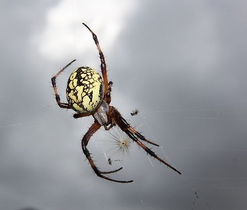 Neoscona oaxacensis  Fall,Geotagged,Neoscona oaxacensis,Venezuela