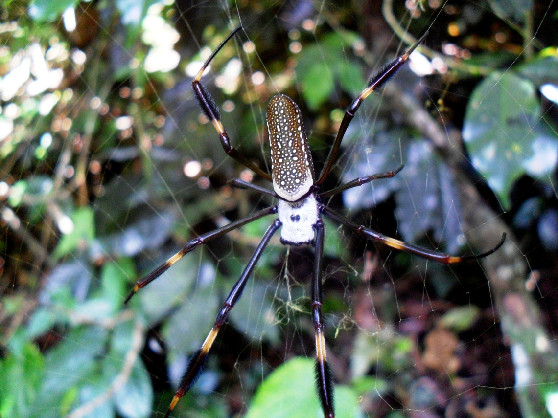 Trichonephila clavipes  Fall,Geotagged,Trichonephila clavipes,Venezuela