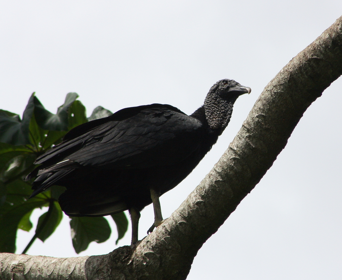 Coragyps atratus  Black vulture,Coragyps atratus,Geotagged,Summer,Venezuela