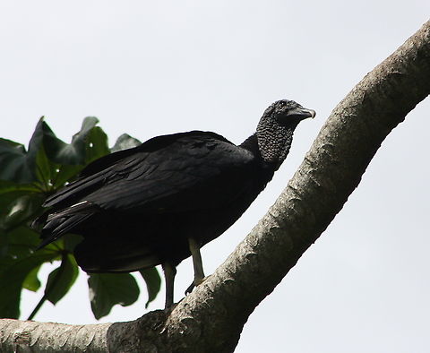 Coragyps atratus  Black vulture,Coragyps atratus,Geotagged,Summer,Venezuela