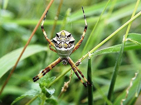 Argiope argentata  Argiope argentata,Fall,Geotagged,Silver Garden Orbweaver,Venezuela