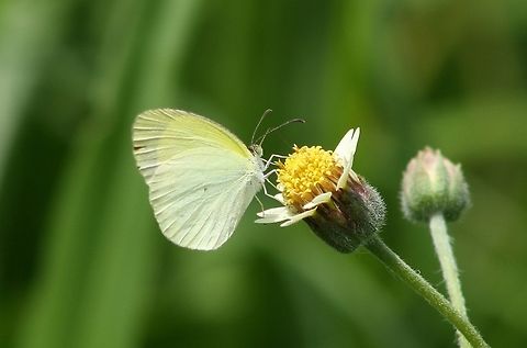 Leptophobia aripa on Galinsoga sp.  Geotagged,Leptophobia aripa,Mountain White,Summer,Venezuela