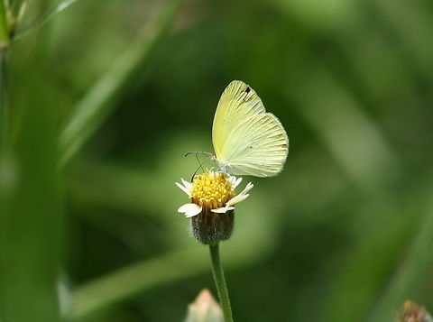 Leptophobia aripa on Galinsoga sp.  Geotagged,Leptophobia aripa,Mountain White,Summer,Venezuela
