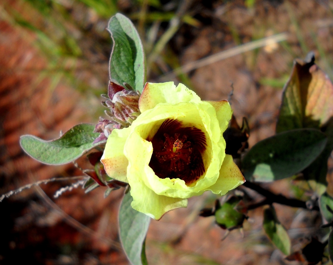 Cienfuegosia affinis (Malvaceae)  Cienfuegosia affinis,Fall,Geotagged,Venezuela