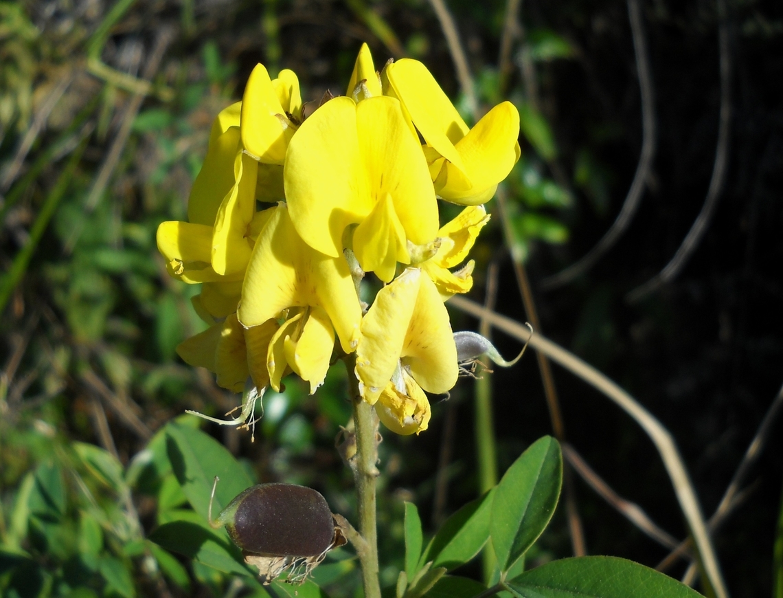 Crotalaria anagyroides  Caracas Rattlebox,Crotalaria anagyroides,Geotagged,Venezuela,Winter
