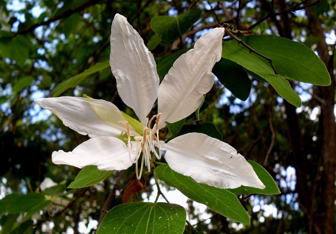 Bauhinia aculeata  Bauhinia aculeata,Geotagged,Summer,Venezuela