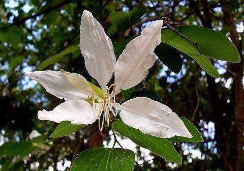 Bauhinia aculeata