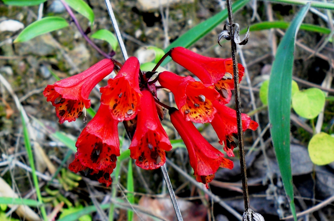 Bomarea bredemeyerana (Alstroemeriaceae)  Bomarea bredemeyerana,Geotagged,Venezuela,Winter