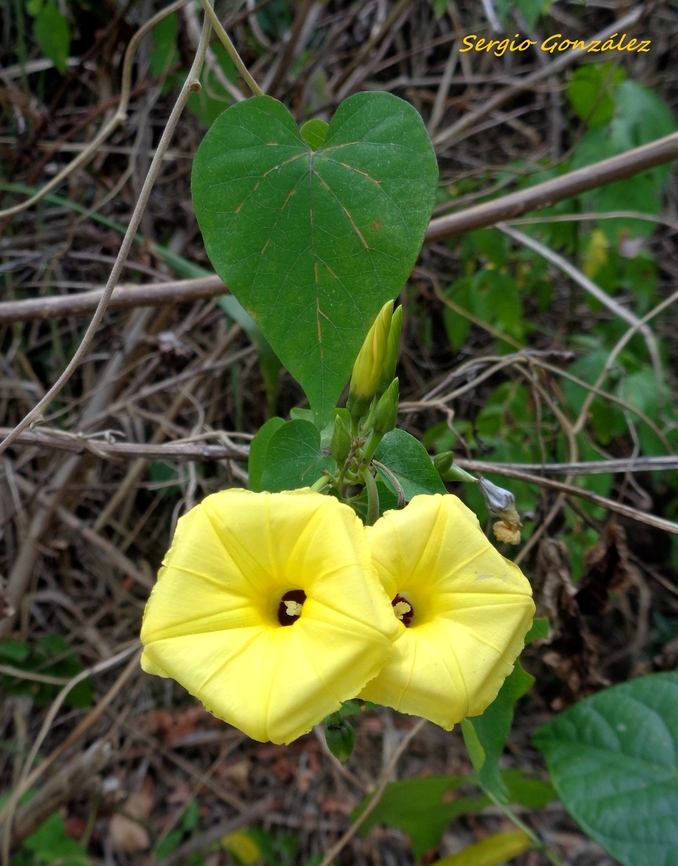 Ipomoea ochracea (Convolvulaceae)  Fence Morning Glory,Geotagged,Ipomoea ochracea,Spring,Venezuela