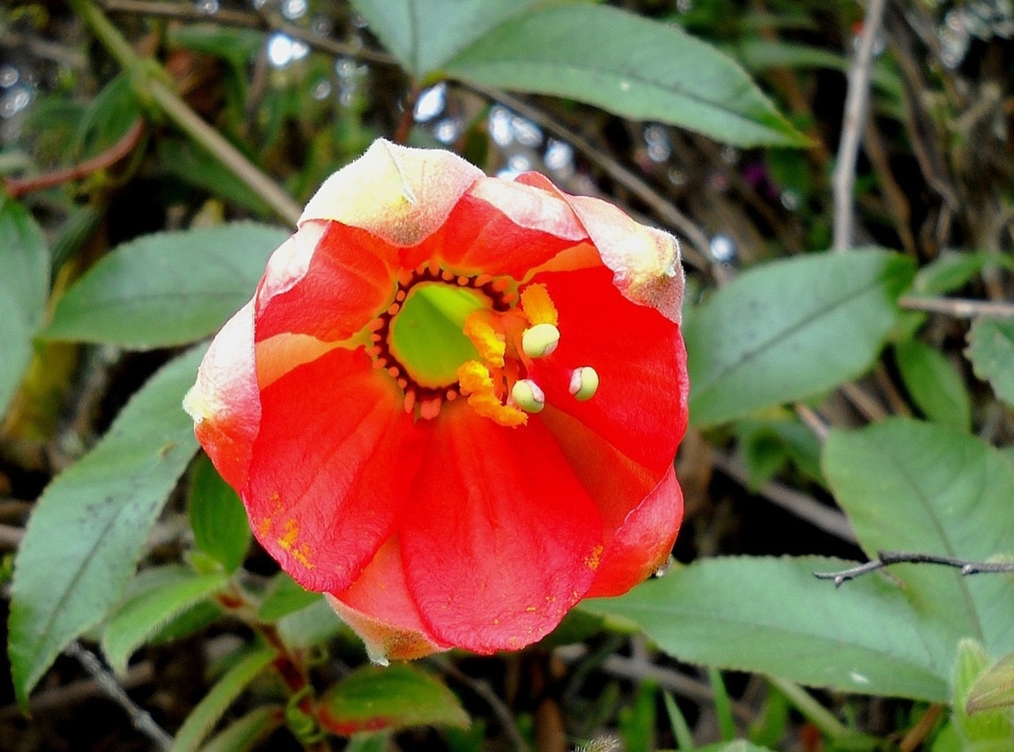 Passiflora mixta  Geotagged,Northern Banana Passionfruit,Passiflora mixta,Summer,Venezuela