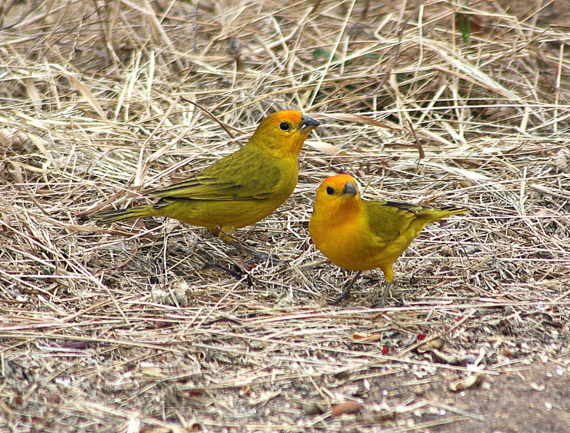 Sicalis flaveola  Geotagged,Saffron Finch,Sicalis flaveola,Venezuela,Winter
