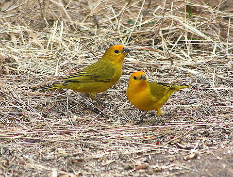Sicalis flaveola  Geotagged,Saffron Finch,Sicalis flaveola,Venezuela,Winter