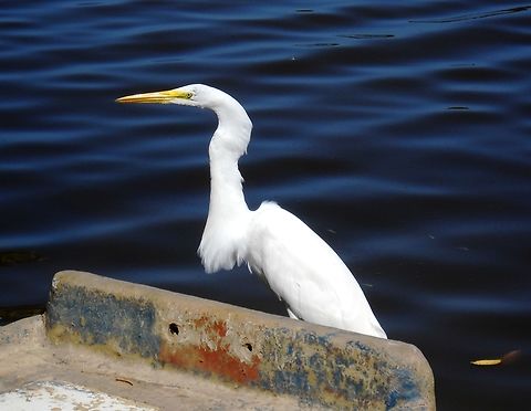 Ardea alba  Ardea alba,Fall,Geotagged,Great egret,Venezuela