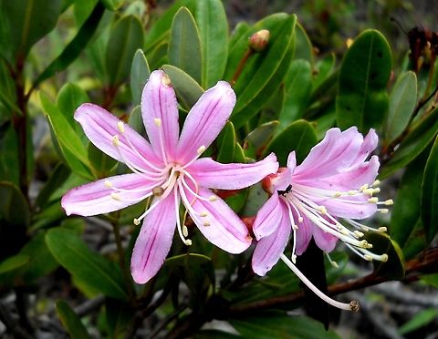 Bejaria aestuans (Ericaceae)  Bejaria aestuans,Geotagged,Summer,Venezuela
