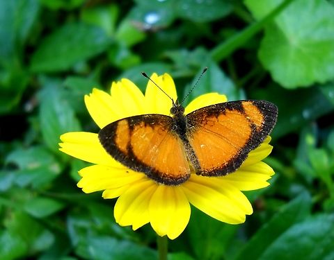 Tegosa claudina (Nymphalidae)  Claudina crescent,Geotagged,Spring,Tegosa claudina,Venezuela