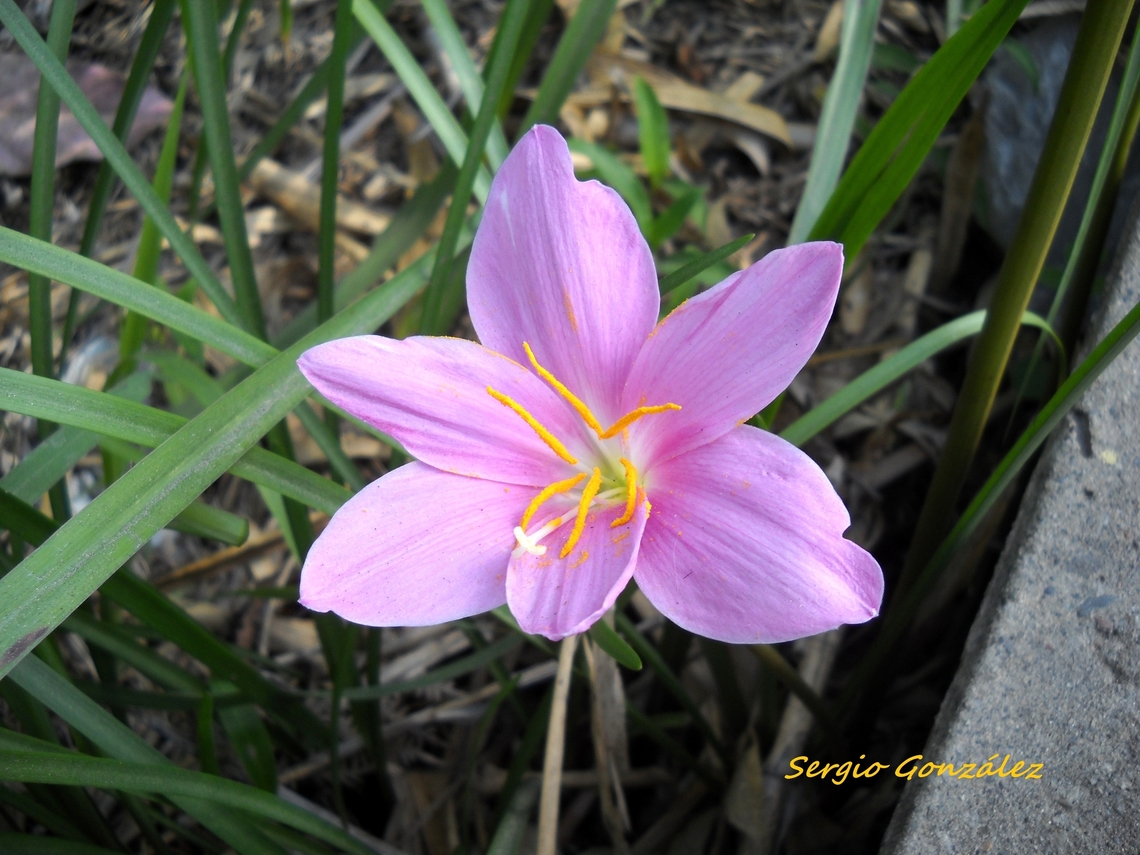 Zephyranthes minuta (Amaryllidaceae)  Geotagged,Venezuela,Winter,Zephyranthes minuta