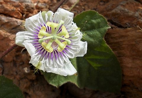 Passiflora foetida  Geotagged,Passiflora foetida,Spring,Stinking Passionflower,Venezuela
