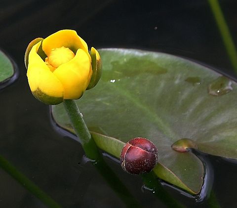 Nuphar lutea  Geotagged,Nuphar lutea,Summer,Venezuela,Yellow Water-Lily