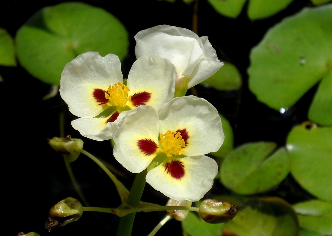 Sagittaria montevidensis (Alismataceae) Cultivated individual, picture not in its natural habitat. Arrowhead,Broadleaf arrowhead,Duck potato,Geotagged,Giant Arrowhead,Grass-leaved Arrowhead,Sagittaria graminea,Sagittaria lancifolia,Sagittaria latifolia,Sagittaria montevidensis,Sagittaria sagittifolia,Spring,Venezuela