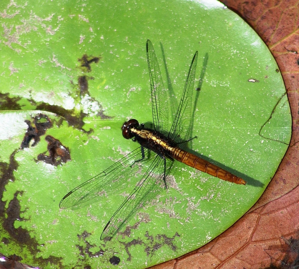 Orthemis sp. (Probably O. discolor-female)  Geotagged,Venezuela,Winter