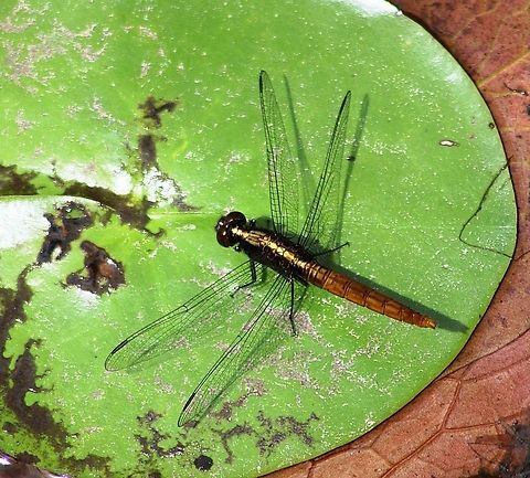 Orthemis sp. (Probably O. discolor-female)  Geotagged,Venezuela,Winter