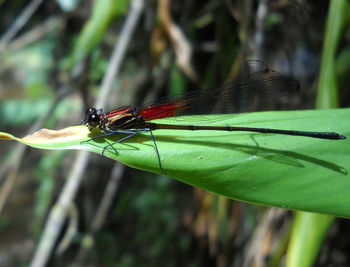 Hetaerina occisa  Geotagged,Hetaerina occisa,Racket-tipped Rubyspot,Summer,Venezuela