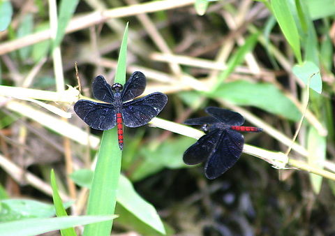 Diastatops pullata  Diastatops pullata,Geotagged,Red-saddled Blackwing,Venezuela,Winter