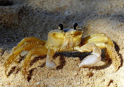 Ocypode quadrata  Atlantic ghost crab,Geotagged,Ocypode quadrata,Venezuela,Winter