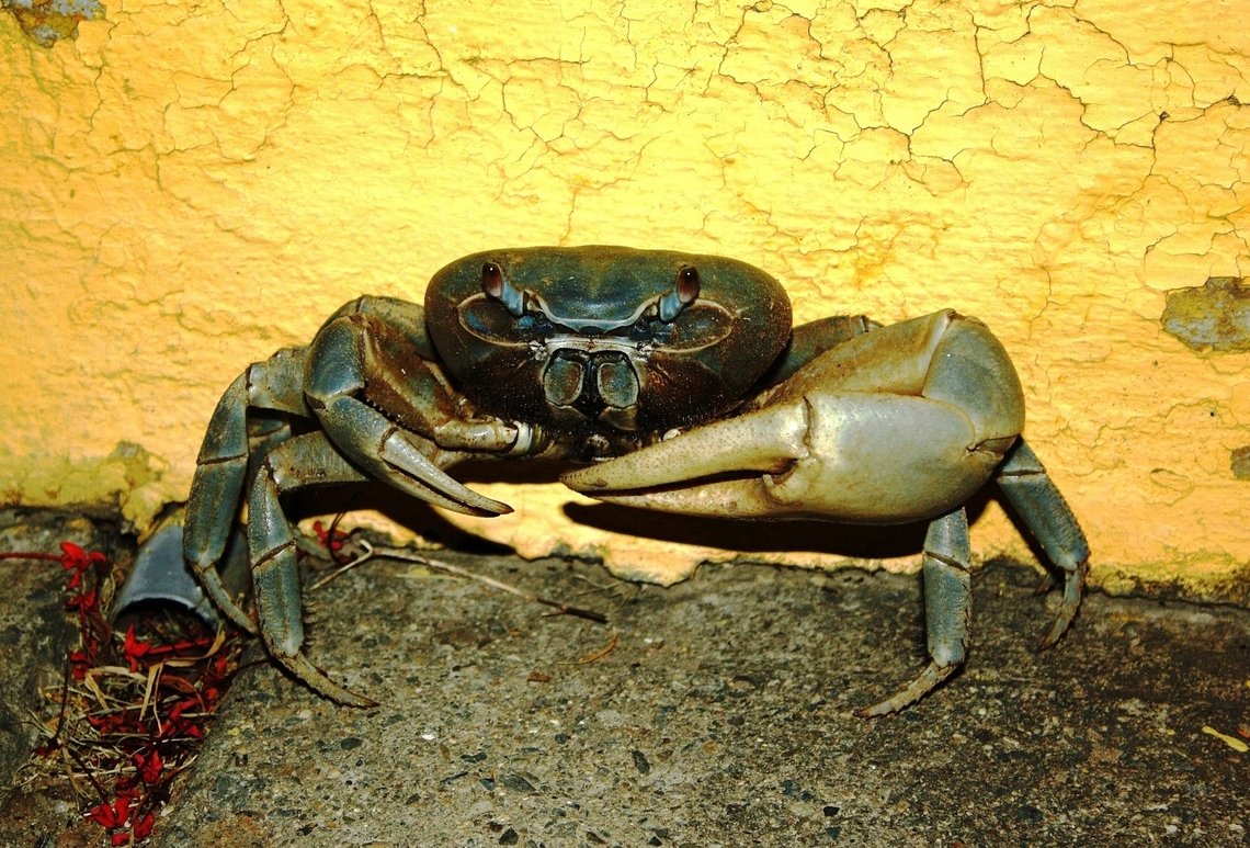Cardisoma guanhumi  Blue land crab,Cardisoma guanhumi,Geotagged,Spring,Venezuela