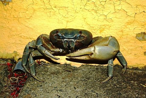 Cardisoma guanhumi  Blue land crab,Cardisoma guanhumi,Geotagged,Spring,Venezuela