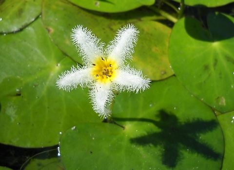 Nymphoides sp. (Menynthaceae). Probably  N. humboldtiana. This species is hard to distiguish from the very similar Nymphoides indica without more detailed examination of vegetative parts growing under  the surface of the water. Fringed Water Lily,Geotagged,Nymphoides crenata,Nymphoides indica,Nymphoides peltata,Venezuela,Water Snowflake,Wavy Marshwort,Winter