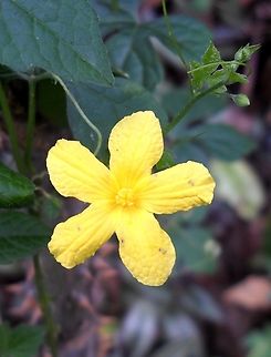 Momordica charantia  Bitter Melon,Geotagged,Momordica charantia,Spring,Venezuela