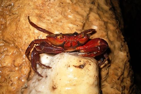 Caveman A freshwater Pseudotelphusid crab found in total darkness inside a karstic cave in Northern Venezuela. These are not easy to identify without careful examination of the gonopods (sexual appendices), so I will leave it at the Family level.  Geotagged,Summer,Venezuela