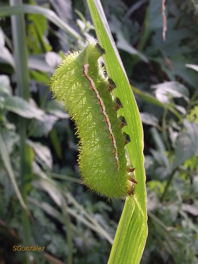 Automeris sp. caterpillar Feeding on Megathyrsus maximus (Guinea grass)  Geotagged,Summer,Venezuela