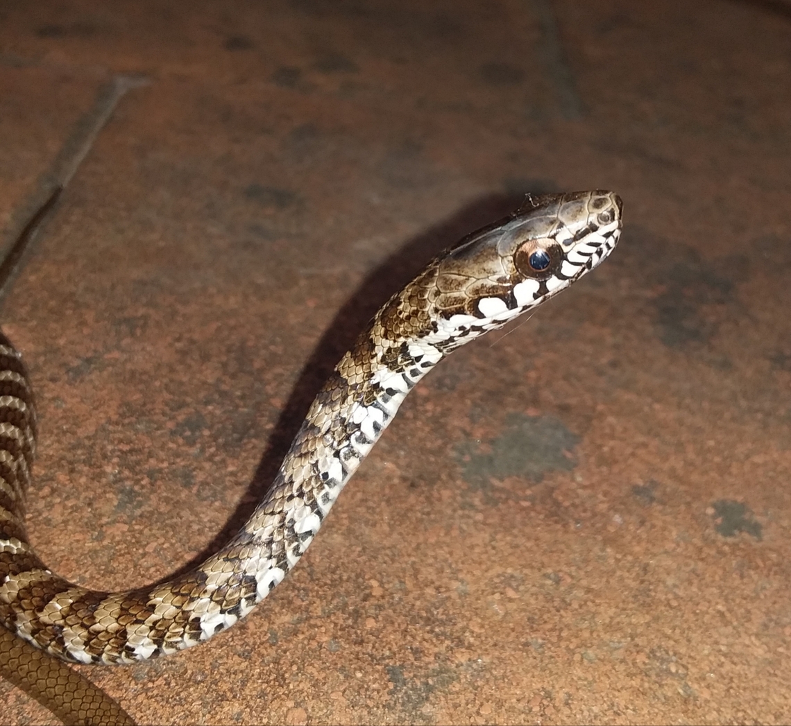 Mastigodryas boddaerti (Juvenile) I was not intentionally looking to take this picture. This juvenile snake, called "Sabanera" in Venezuela  (Savanna snake so to say) accidentally came into a house I was in, and I naturally took the chance, while at the same time saving it from the cat's paws. Domestic cats acount for causing a large mortality of urban adapted species such as birds, snakes and lizards that happen to get into households looking for food or shelter. This particular snake individual was some 30 cm in length. Boddaert's Tropical Racer,Geotagged,Mastigodryas boddaerti,Venezuela,Winter