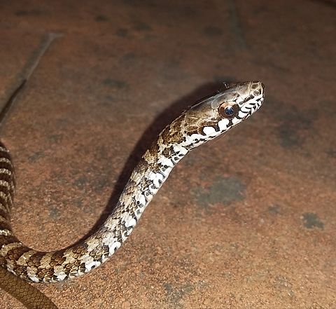 Mastigodryas boddaerti (Juvenile) I was not intentionally looking to take this picture. This juvenile snake, called "Sabanera" in Venezuela  (Savanna snake so to say) accidentally came into a house I was in, and I naturally took the chance, while at the same time saving it from the cat's paws. Domestic cats acount for causing a large mortality of urban adapted species such as birds, snakes and lizards that happen to get into households looking for food or shelter. This particular snake individual was some 30 cm in length. Boddaert's Tropical Racer,Geotagged,Mastigodryas boddaerti,Venezuela,Winter