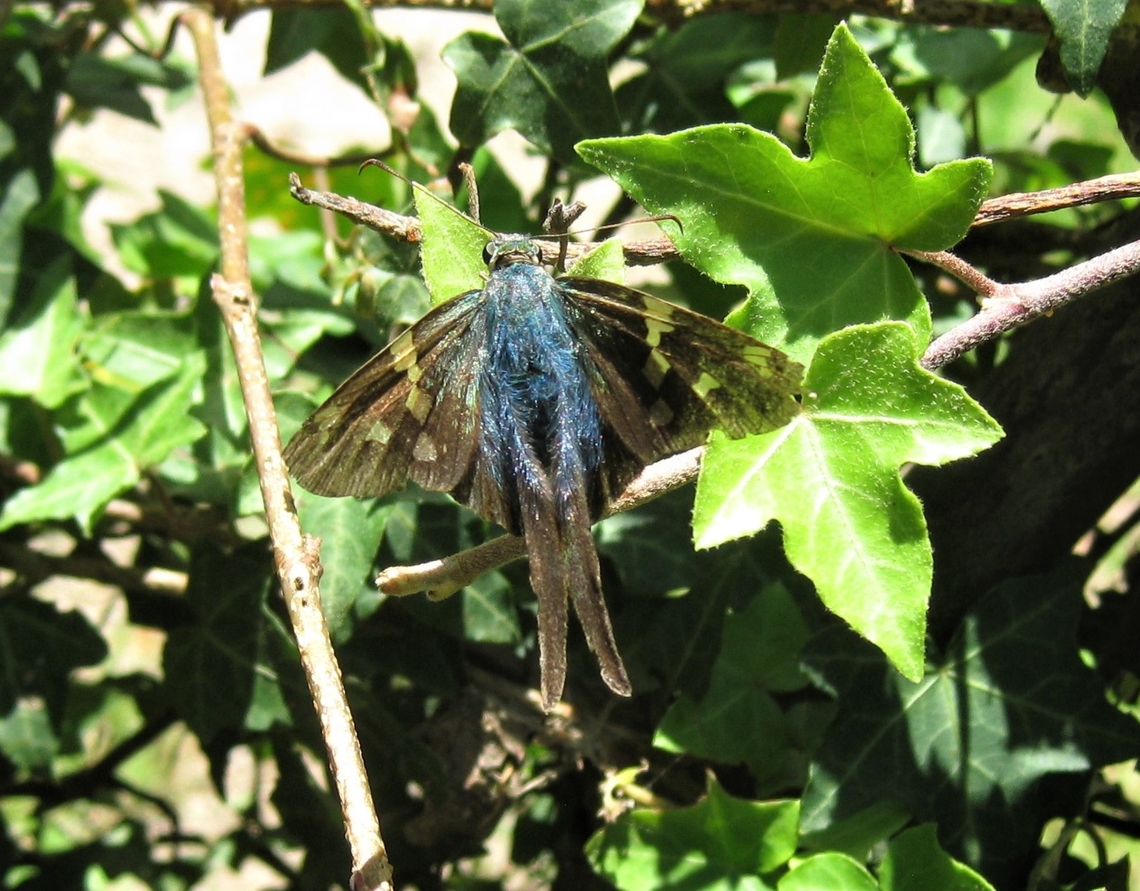 Urbanus proteus (Hesperiidae)  Geotagged,Long-tailed Skipper,Summer,Urbanus proteus,Venezuela