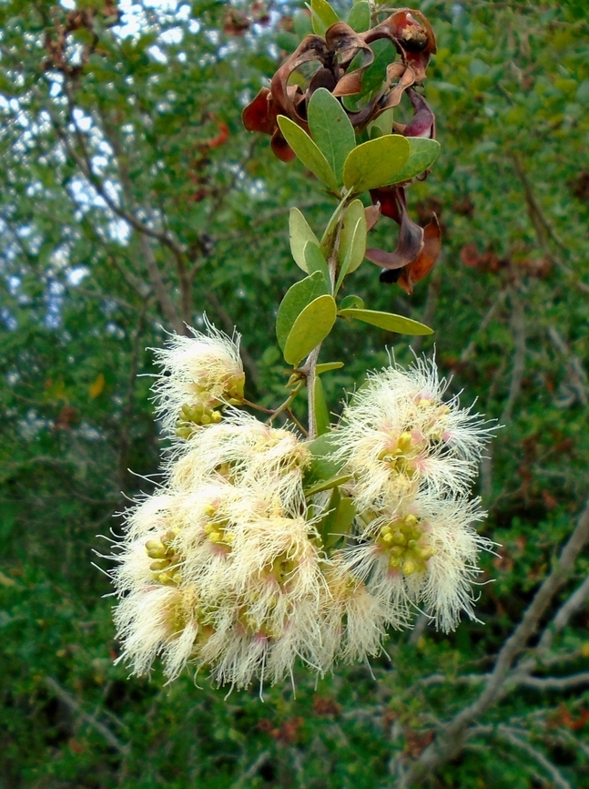 Pithecellobium unguis-cati (Fabaceae)  Geotagged,Pithecellobium unguis-cati,Venezuela,Winter