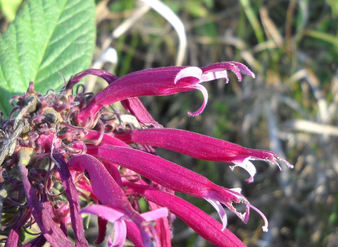 Siphocampylus reticulatus (Campanulaceae) I just found out that this picture, taken by me, was stolen from my Flicker account and published on another site with no credits. Geotagged,Siphocampylus reticulatus,Venezuela,Winter