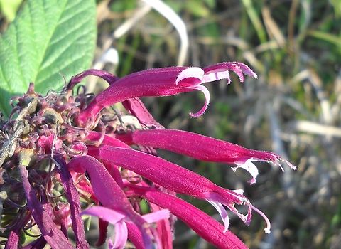 Siphocampylus reticulatus (Campanulaceae) I just found out that this picture, taken by me, was stolen from my Flicker account and published on another site with no credits. Geotagged,Siphocampylus reticulatus,Venezuela,Winter