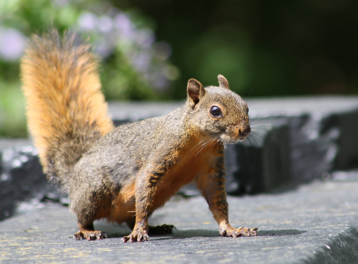 Sciurus granatensis  Geotagged,Red-tailed squirrel,Sciurus granatensis,Spring,Venezuela