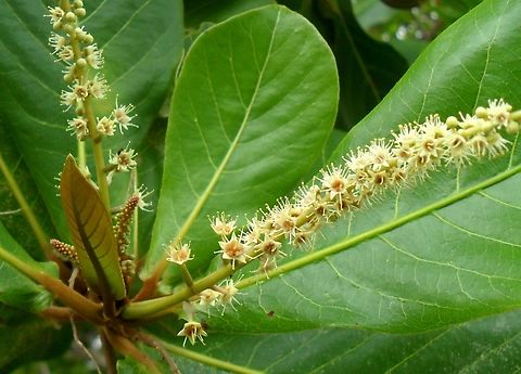 Terminalia catappa  Geotagged,Sea Almond,Summer,Terminalia catappa,Venezuela