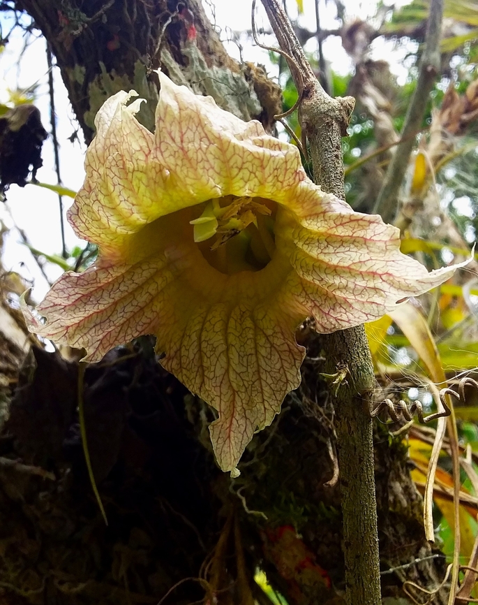 Crescentia cujete (Bignoniaceae)  Crescentia cujete,Geotagged,Spring,Venezuela