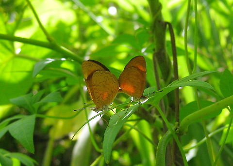 Tegosa claudina  Claudina crescent,Geotagged,Summer,Tegosa claudina,Venezuela