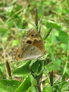 Junonia sp. This species is more commonly observed with its wings wide open, showing the upper side, not the lower side as in the picture. Fall,Geotagged,Venezuela